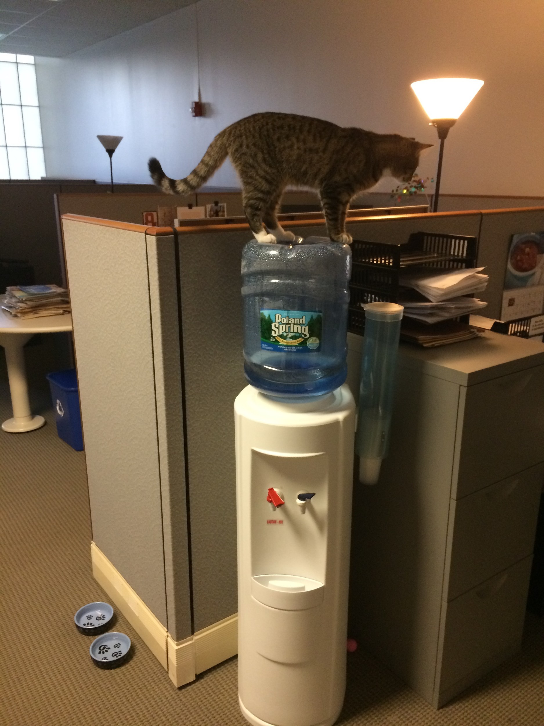 Hanging out at the water cooler waiting for company. . .